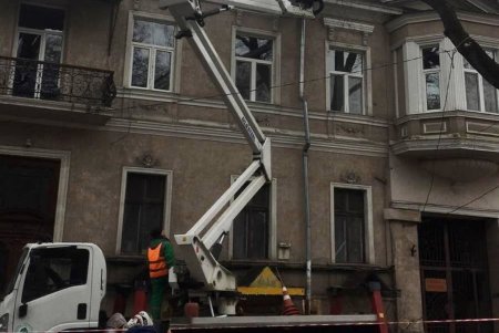 Озеленители высаживают в Одессе молодые крупномерные деревья и розы (фото)