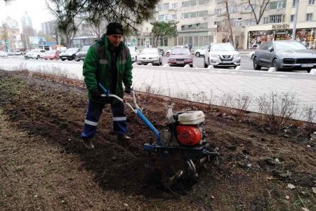 Озеленители высаживают в Одессе молодые крупномерные деревья и розы (фото)