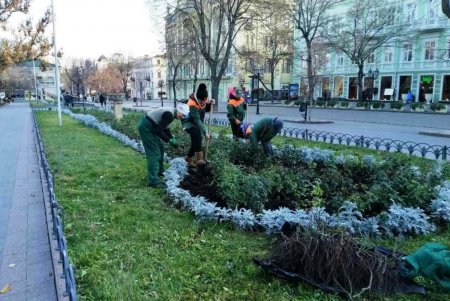Озеленители высаживают в Одессе молодые крупномерные деревья и розы (фото)