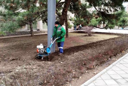 Озеленители высаживают в Одессе молодые крупномерные деревья и розы (фото)