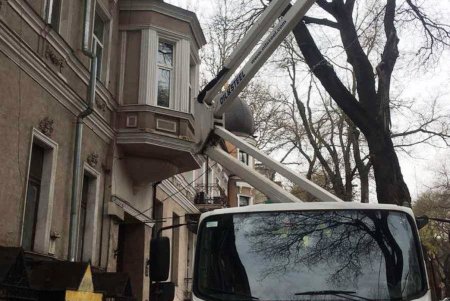 Озеленители высаживают в Одессе молодые крупномерные деревья и розы (фото)