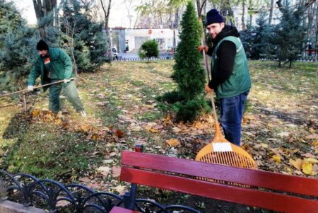 Озеленители высаживают в Одессе молодые крупномерные деревья и розы (фото)