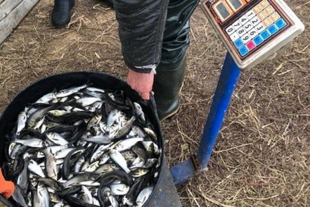 В Кучурганское водохранилище выпустили почти 250 тысяч мальков толстолобика и карпа (фото)