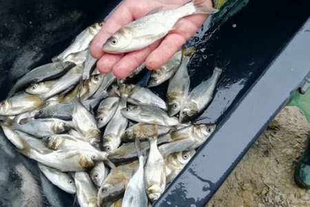 В Кучурганское водохранилище выпустили почти 250 тысяч мальков толстолобика и карпа (фото)