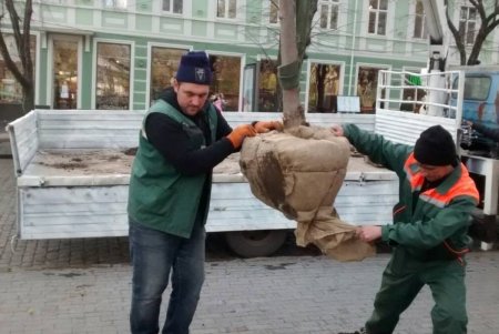 В центре города озеленители высадили липы, а в Суворовском районе — китайские розы (фото)
