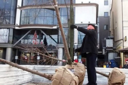 В центре города озеленители высадили липы, а в Суворовском районе — китайские розы (фото)