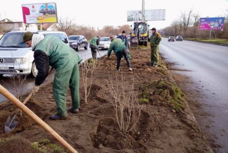 В центре города озеленители высадили липы, а в Суворовском районе — китайские розы (фото)