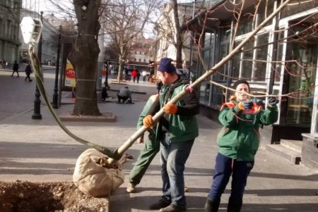 В центре города озеленители высадили липы, а в Суворовском районе — китайские розы (фото)