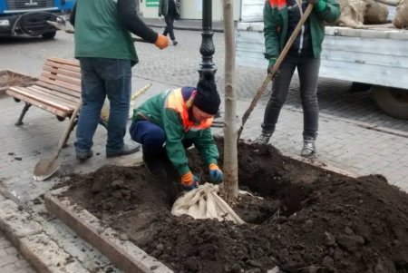 В центре города озеленители высадили липы, а в Суворовском районе — китайские розы (фото)