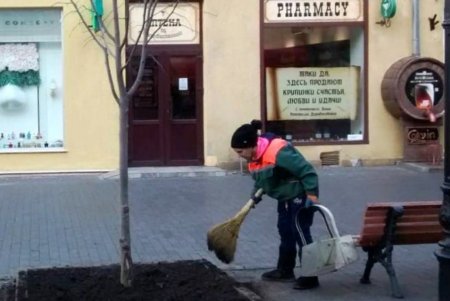 В центре города озеленители высадили липы, а в Суворовском районе — китайские розы (фото)