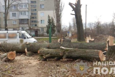 Двоих жителей Одесской области поймали на незаконной вырубке деревьев: один оказался рецидивистом, а второй спилил тополя посреди города (фото)