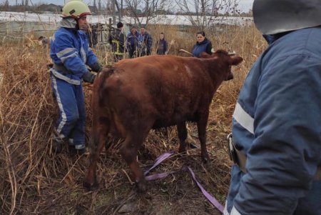 В Измаиле спасли корову, которая возвращалась с пастбища и упала в яму (фото)