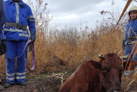 В Измаиле спасли корову, которая возвращалась с пастбища и упала в яму (фото)