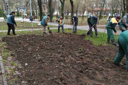 На Юго-Западном массиве озеленители высаживают клены, а на Мемориале 411-й батареи - жасмин (фото)