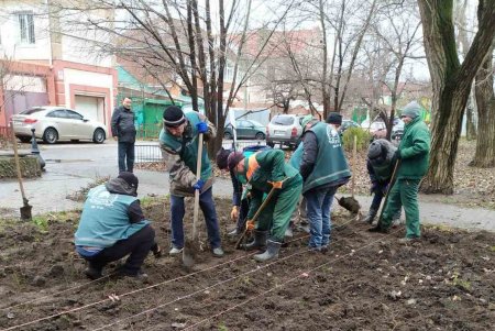 На Юго-Западном массиве озеленители высаживают клены, а на Мемориале 411-й батареи - жасмин (фото)