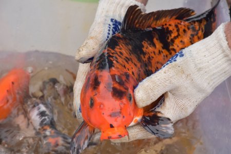 Теплолюбивых обитателей одесского зоопарка переселяют на «зимние квартиры»