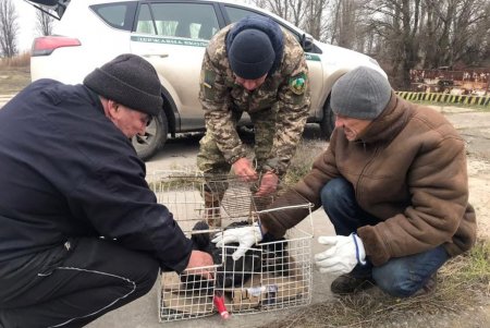 Из акватории Ренийского порта спасли черного лебедя, который сбежал из питомника, и привезли в Одесский зоопарк на зимовку (фото)