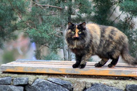 Главная площадь Одессы готовится к празднованию новогодних и рождественских праздников (фоторепортаж)