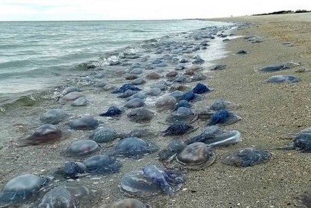 На пляжи в районе НПП «Тузловские лиманы» выбросило множество медуз (фото, видео)