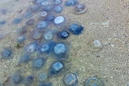 На пляжи в районе НПП «Тузловские лиманы» выбросило множество медуз (фото, видео)