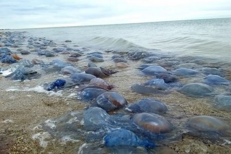 На пляжи в районе НПП «Тузловские лиманы» выбросило множество медуз (фото, видео)