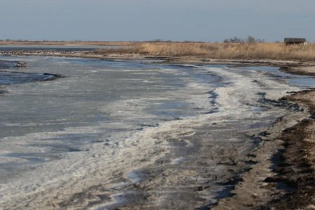 Стая побережников осталась на зимовку в Тузловской Амазонии и в морозы находит пропитание в грудах водорослей на берегах водоемов (фото)