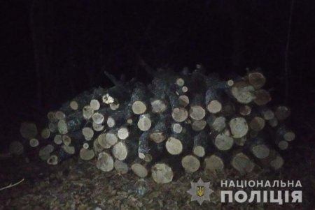 Подольские полицейские выявили четверых «черных лесорубов» (фото)