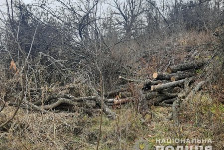 Подольские полицейские выявили четверых «черных лесорубов» (фото)