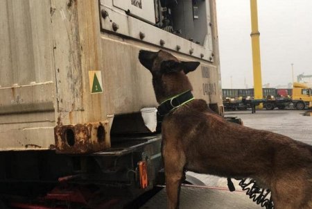 Служебные собаки Одесской таможни 50 раз за год участвовали в проверках и находили наркотики, оружие, сигареты в тайниках котрабандистов (фото)