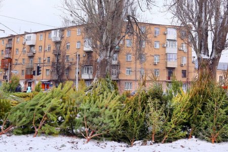 На одесских улицах вовсю витает атмосфера праздника: началась продажа главного атрибута новогодних праздников (фоторепортаж)