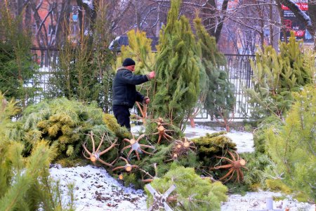 На одесских улицах вовсю витает атмосфера праздника: началась продажа главного атрибута новогодних праздников (фоторепортаж)