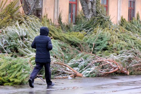 На одесских улицах вовсю витает атмосфера праздника: началась продажа главного атрибута новогодних праздников (фоторепортаж)