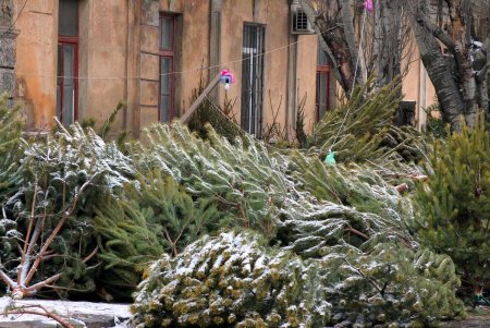 На одесских улицах вовсю витает атмосфера праздника: началась продажа главного атрибута новогодних праздников (фоторепортаж)
