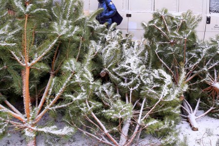 На одесских улицах вовсю витает атмосфера праздника: началась продажа главного атрибута новогодних праздников (фоторепортаж)