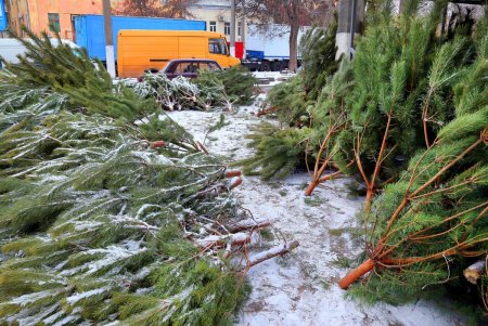 На одесских улицах вовсю витает атмосфера праздника: началась продажа главного атрибута новогодних праздников (фоторепортаж)