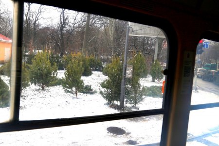 На одесских улицах вовсю витает атмосфера праздника: началась продажа главного атрибута новогодних праздников (фоторепортаж)