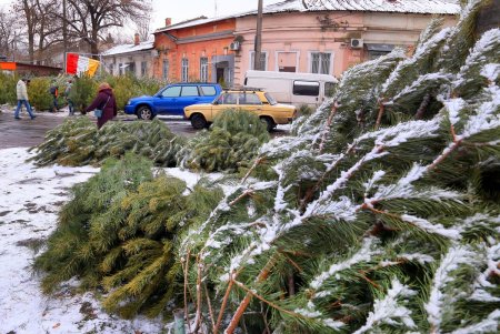 На одесских улицах вовсю витает атмосфера праздника: началась продажа главного атрибута новогодних праздников (фоторепортаж)
