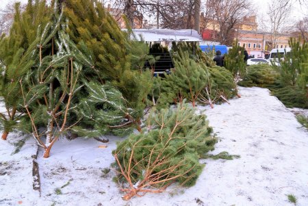 На одесских улицах вовсю витает атмосфера праздника: началась продажа главного атрибута новогодних праздников (фоторепортаж)
