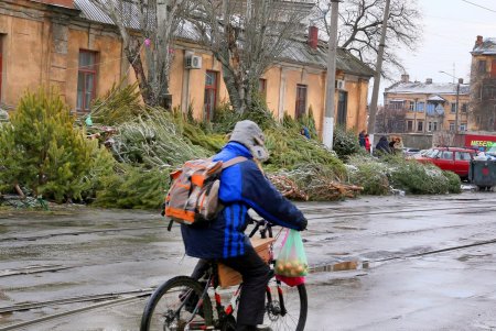 На одесских улицах вовсю витает атмосфера праздника: началась продажа главного атрибута новогодних праздников (фоторепортаж)