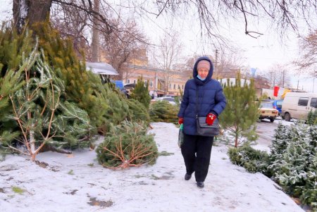 На одесских улицах вовсю витает атмосфера праздника: началась продажа главного атрибута новогодних праздников (фоторепортаж)