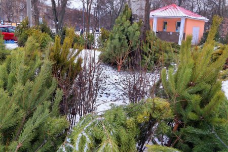 На одесских улицах вовсю витает атмосфера праздника: началась продажа главного атрибута новогодних праздников (фоторепортаж)
