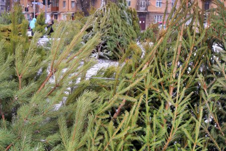 На одесских улицах вовсю витает атмосфера праздника: началась продажа главного атрибута новогодних праздников (фоторепортаж)
