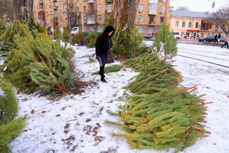 На одесских улицах вовсю витает атмосфера праздника: началась продажа главного атрибута новогодних праздников (фоторепортаж)
