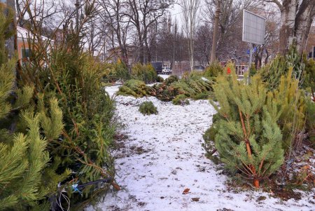 На одесских улицах вовсю витает атмосфера праздника: началась продажа главного атрибута новогодних праздников (фоторепортаж)