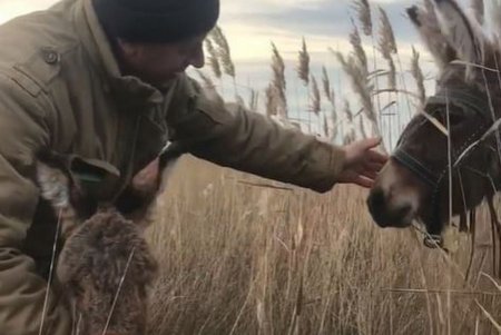 В НПП «Тузловские лиманы» у камерунской козы и ослицы появились малыши (фото)