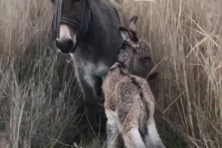 В НПП «Тузловские лиманы» у камерунской козы и ослицы появились малыши (фото)