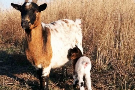 В НПП «Тузловские лиманы» у камерунской козы и ослицы появились малыши (фото)