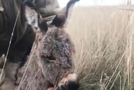 В НПП «Тузловские лиманы» у камерунской козы и ослицы появились малыши (фото)