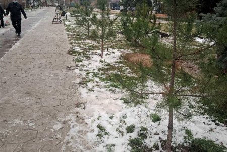 Свыше ста сосен озеленители высадили на 10-й станции Большого Фонтана (фото)