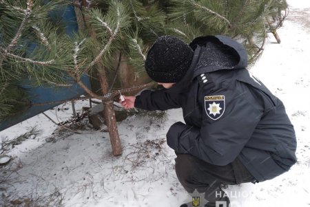 Стражи порядка проверяют законность торговли новогодними елками (фото, видео)